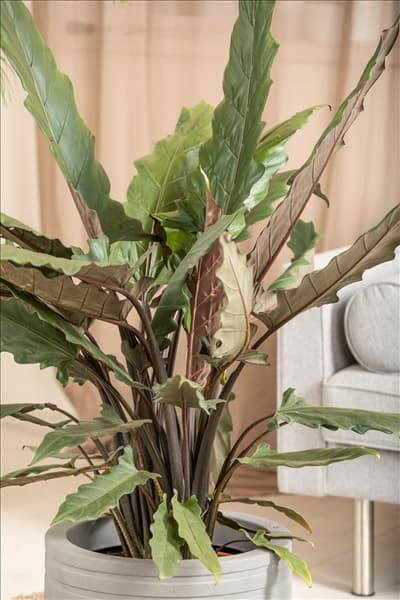 Alocasia lauterbachiana