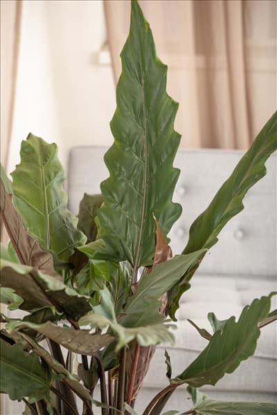 Alocasia lauterbachiana