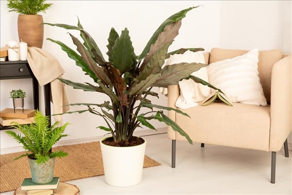 Alocasia lauterbachiana