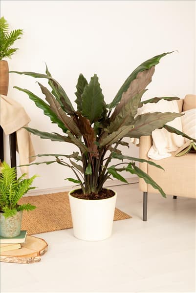 Alocasia lauterbachiana