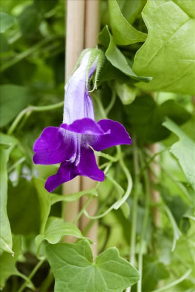 Asarina scandens