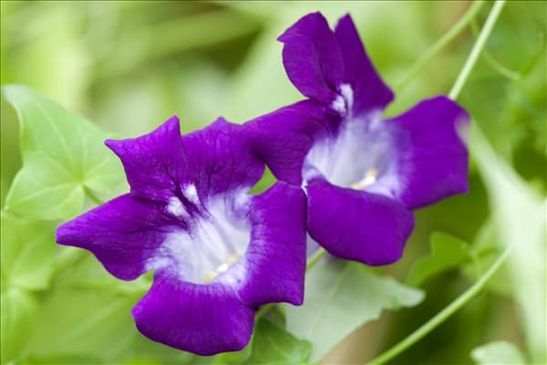 Asarina scandens