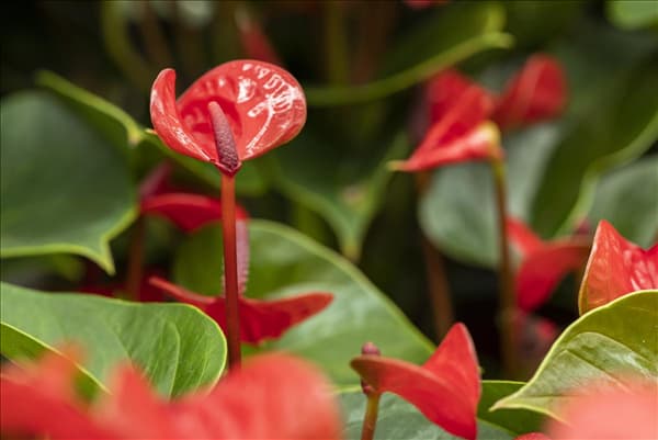 Anthurium x andreanum 'Lipstick Red'