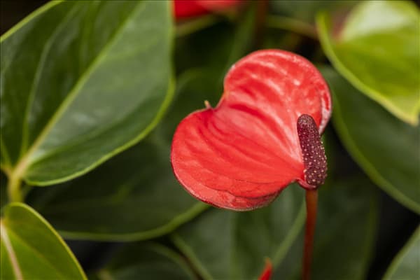 Anthurium x andreanum 'Lipstick Red'