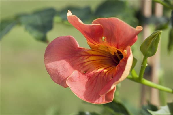 Campsis radicans