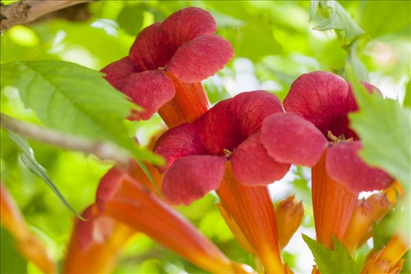 Campsis radicans