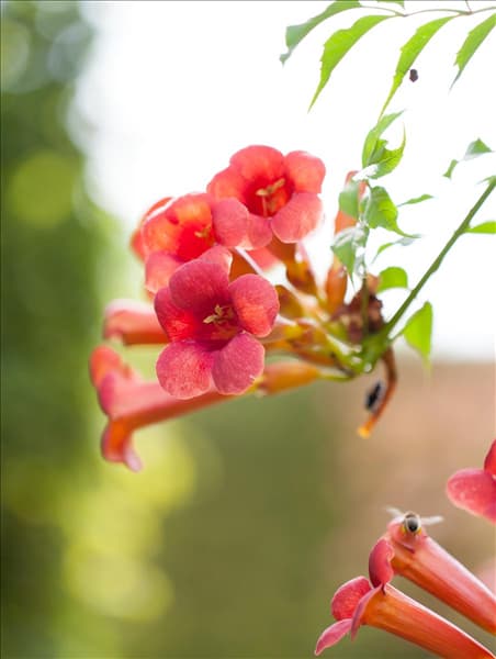 Campsis radicans 'Flamenco'