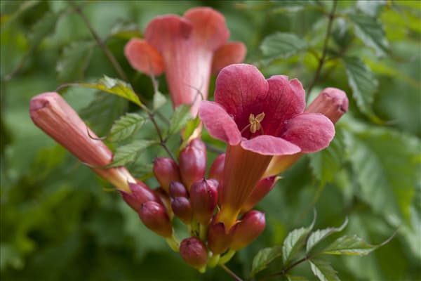 Campsis radicans 'Flamenco'