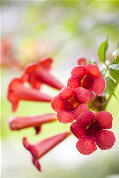 Campsis radicans