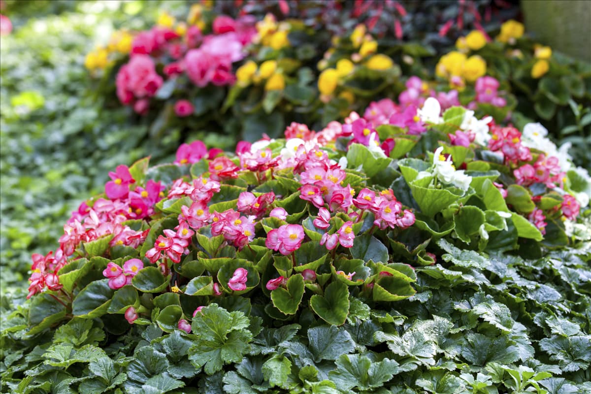 Begonia semperflorens