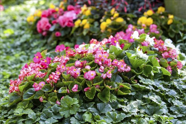 Begonia semperflorens