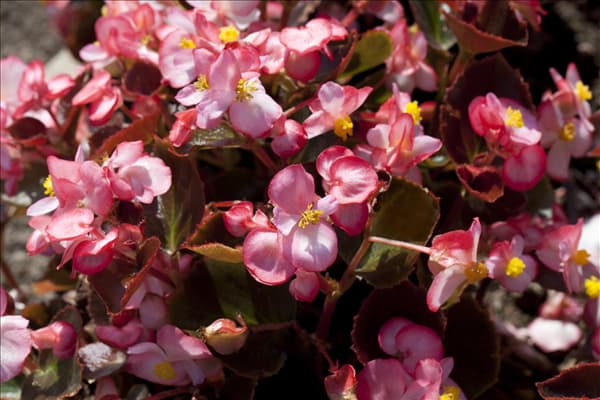 Begonia semperflorens
