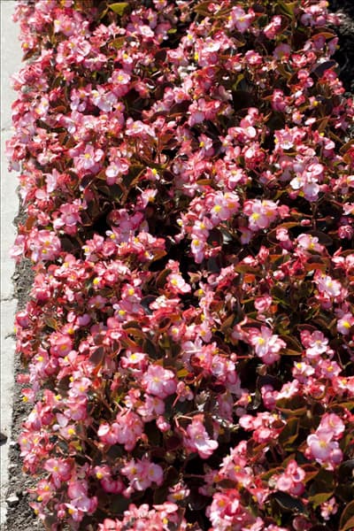 Begonia semperflorens