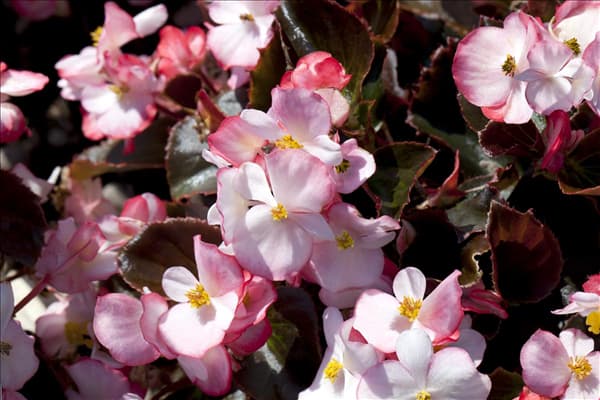 Begonia semperflorens