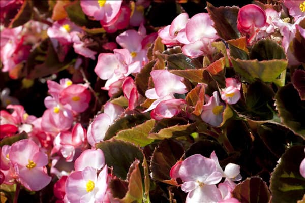 Begonia semperflorens