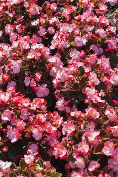 Begonia semperflorens