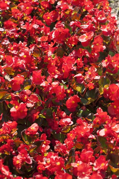 Begonia semperflorens