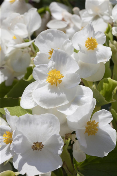 Begonia semperflorens, weiß