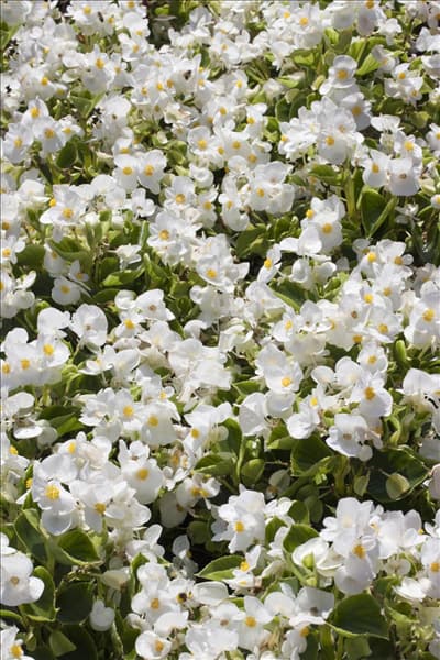 Begonia semperflorens