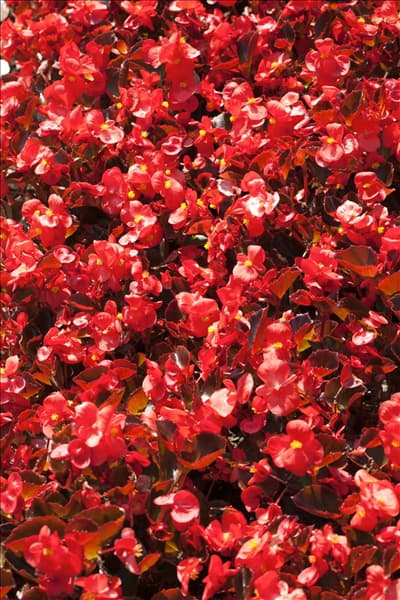 Begonia semperflorens