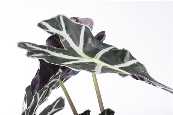 Alocasia x amazonica