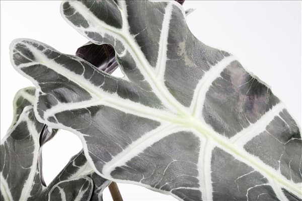 Alocasia x amazonica 'Polly'