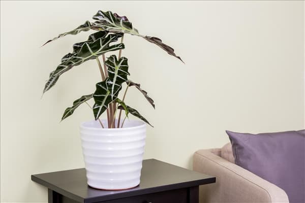 Alocasia x amazonica 'Polly'