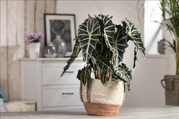 Alocasia x amazonica 'Polly'
