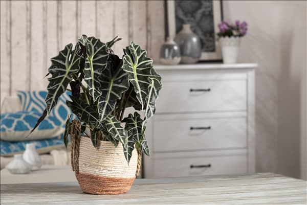 Alocasia x amazonica 'Polly'