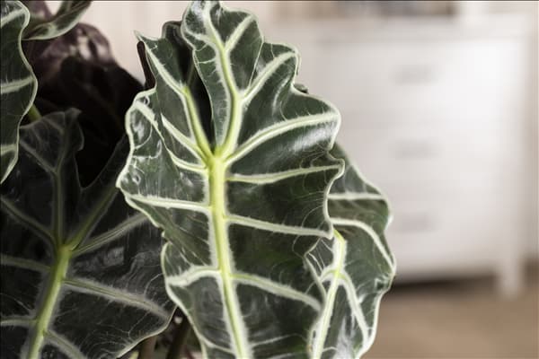 Alocasia x amazonica 'Polly'