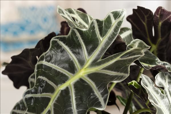 Alocasia x amazonica 'Polly'