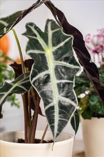 Alocasia x amazonica 'Polly'
