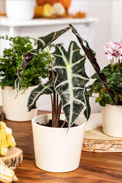 Alocasia x amazonica 'Polly'