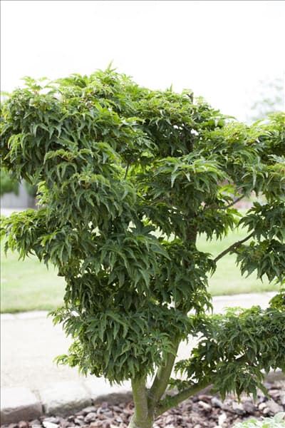 Acer palmatum