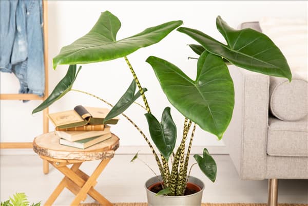 Alocasia zebrina