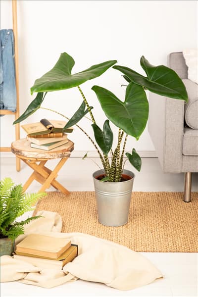 Alocasia zebrina
