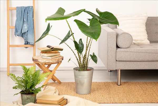 Alocasia zebrina
