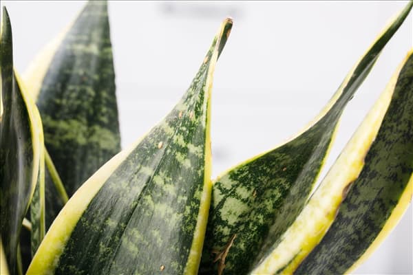 Sansevieria trifasciata