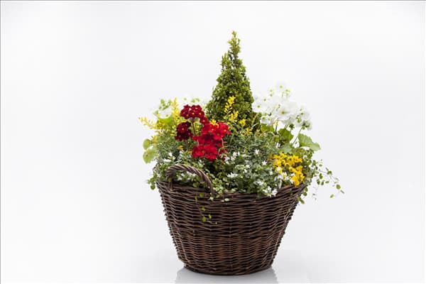 Buxus sempervirens