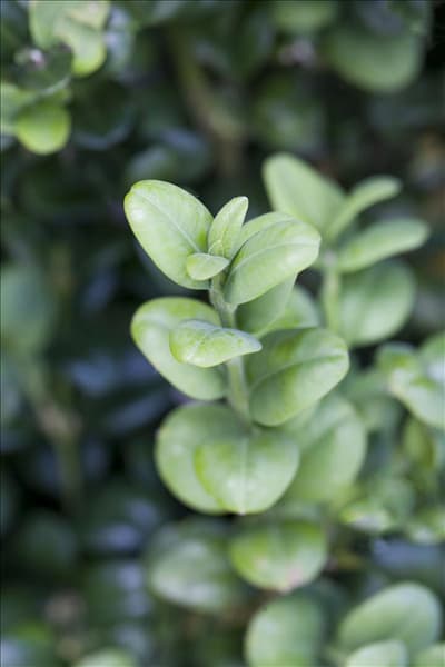 Buxus sempervirens