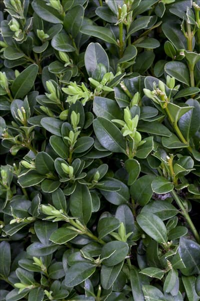 Buxus sempervirens
