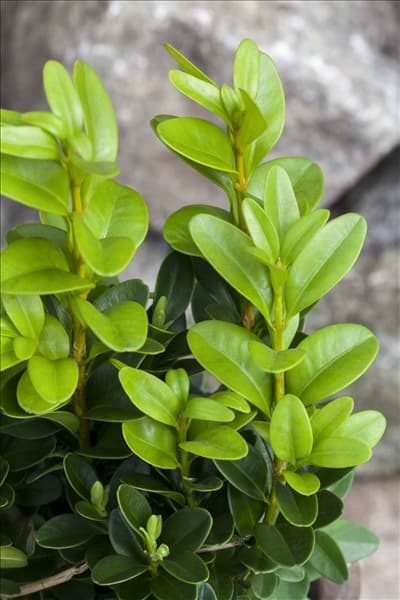 Buxus