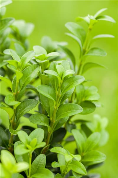 Buxus sempervirens