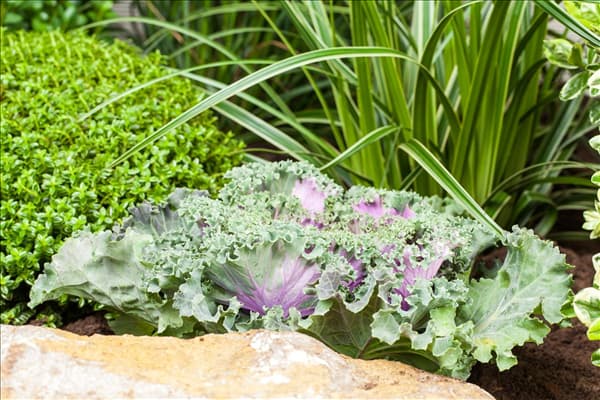 Brassica oleracea var. acephala