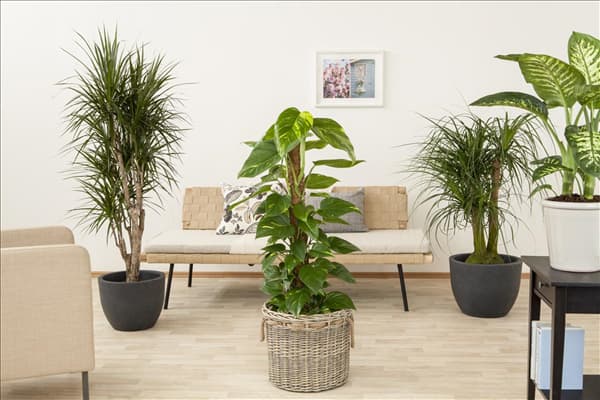 Philodendron scandens