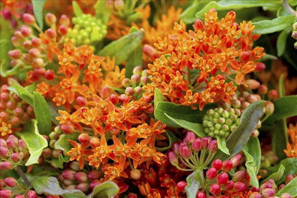 Asclepias curassavica