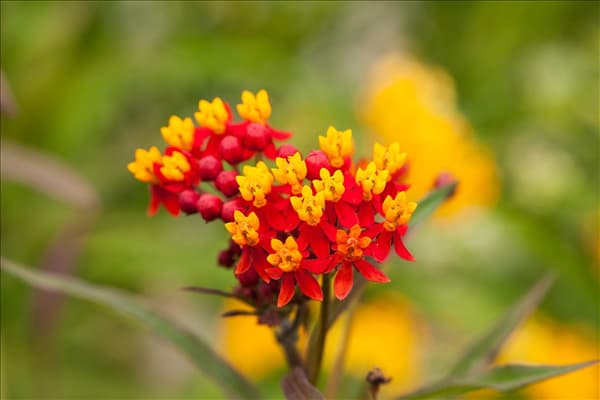 Asclepias curassavica