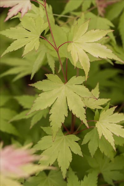 Acer palmatum 'Orange Dream'