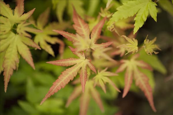 Acer palmatum 'Orange Dream'