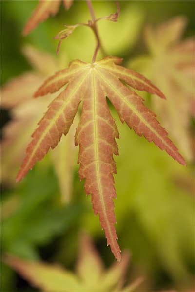 Acer palmatum 'Orange Dream'